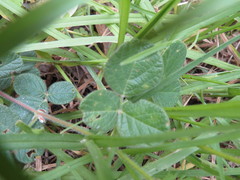 Desmodium molliculum