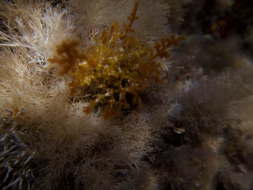 Cystoseira compressa observed 2026-09-19