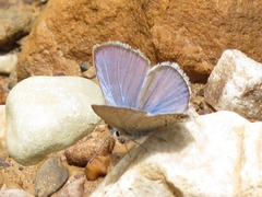 Hemiargus ramon