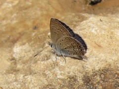 Hemiargus ramon