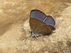 Hemiargus ramon