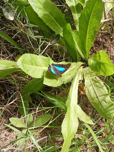 Turquoise Emperor