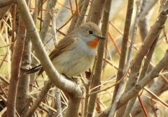 Taiga Flycatcher photo 3
