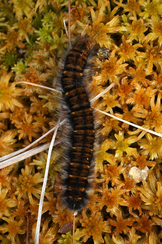 Fox Moth