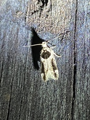 Chionodes mediofuscella