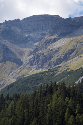 mountain pine