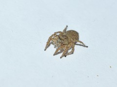 Langona tartarica