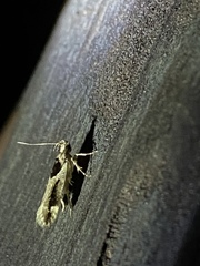 Chionodes mediofuscella