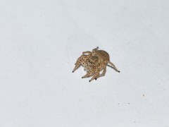Langona tartarica