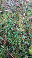 Vaccinium oxycoccos