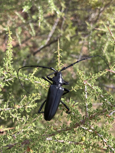 Solitary Black Bycid