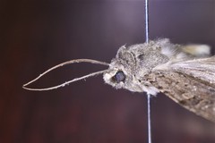 Rhyacia simulans