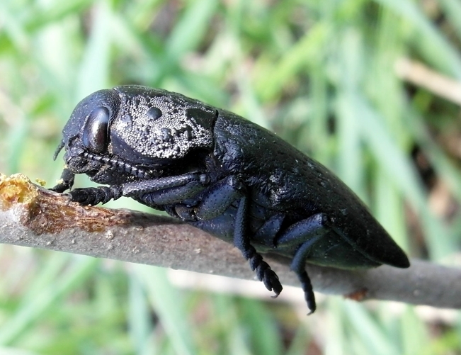 Capnodis tenebrionis