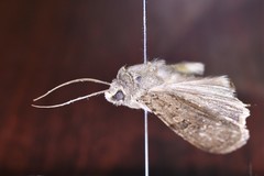 Rhyacia simulans