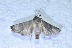 Rhyacia simulans