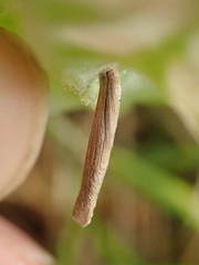Coleophora peribenanderi