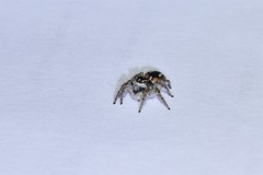 Philaeus chrysops