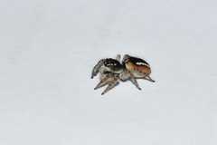 Philaeus chrysops