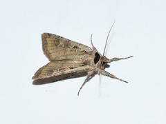 Dichagyris flammatra