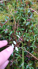 Vaccinium oxycoccos