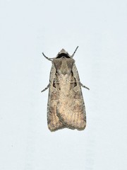 Dichagyris flammatra