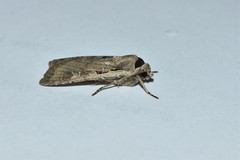 Dichagyris flammatra