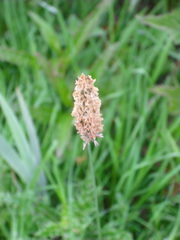 Alopecurus pratensis