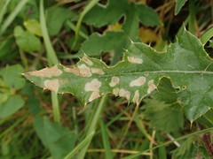 Coleophora peribenanderi