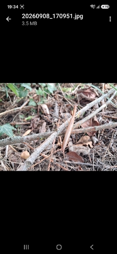 European Mantis