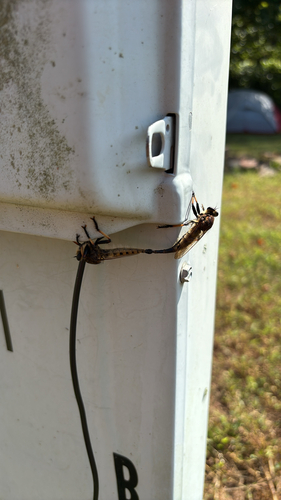 Eastern Lion Fly