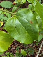 Smilax rotundifolia, photograph (c) snail_hiker, some rights reserved (CC BY)