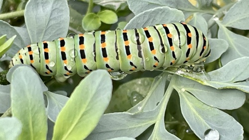 Old World Swallowtail