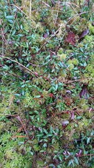 Vaccinium oxycoccos