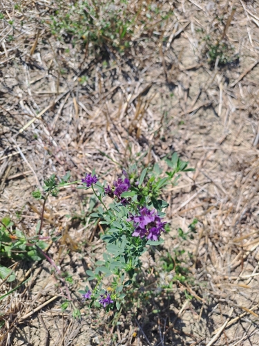 Alfalfa