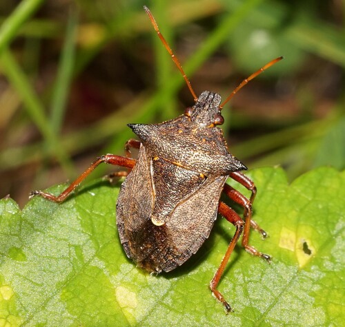 Spiny Shield Bug