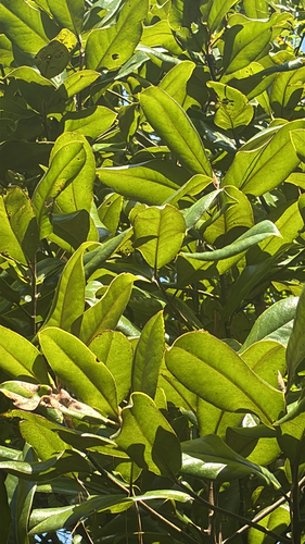 southern magnolia