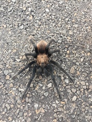 Aphonopelma anax