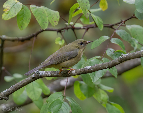 Black-throated Blue Warbler