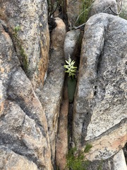 Lachenalia vanzyliae