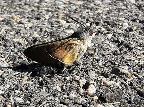 Eurasian Hummingbird Hawkmoth