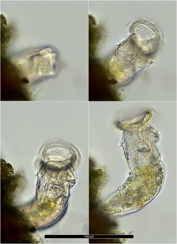 Ptygura ctenoida