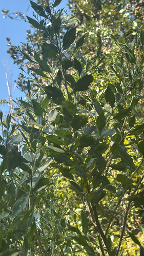 groundsel tree