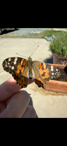 Painted Lady
