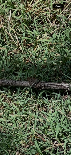 American Snout