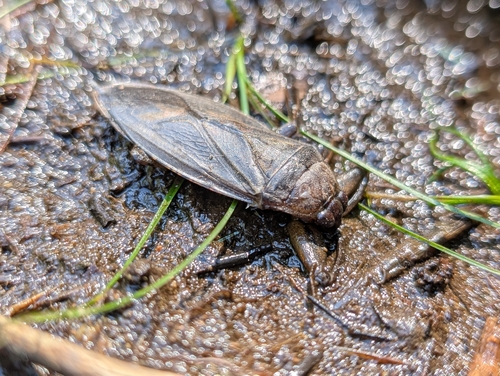 American Giant Water Bug