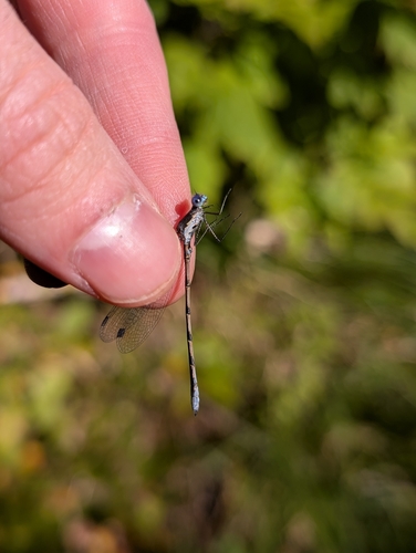 Spotted Spreadwing