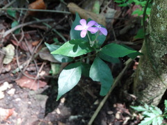 Pseuderanthemum verapazense