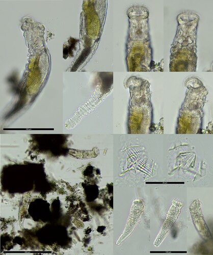 Ptygura stephanion