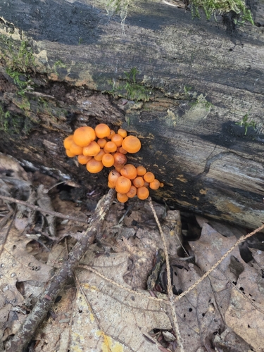 orange mycena