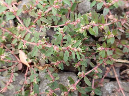 Spotted spurge